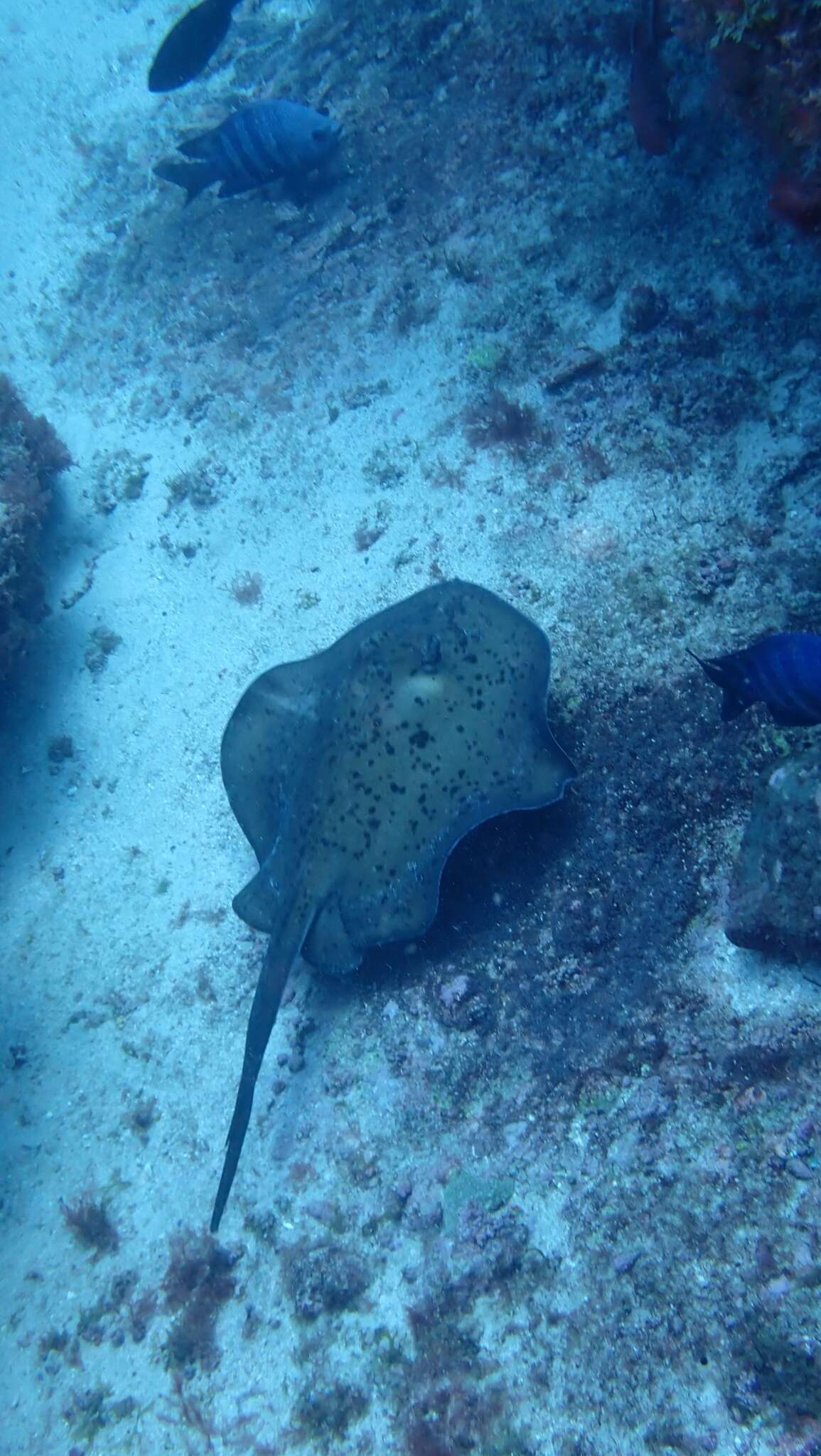 Image of round fantail stingray