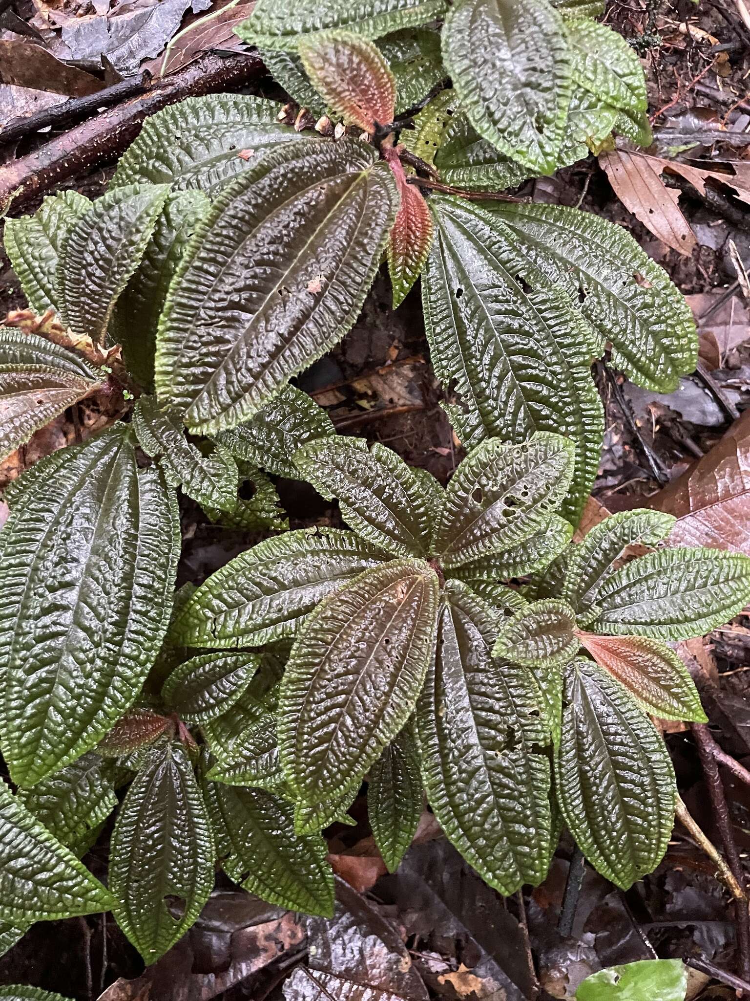 Image of Triolena amazonica (Pilger) Wurdack