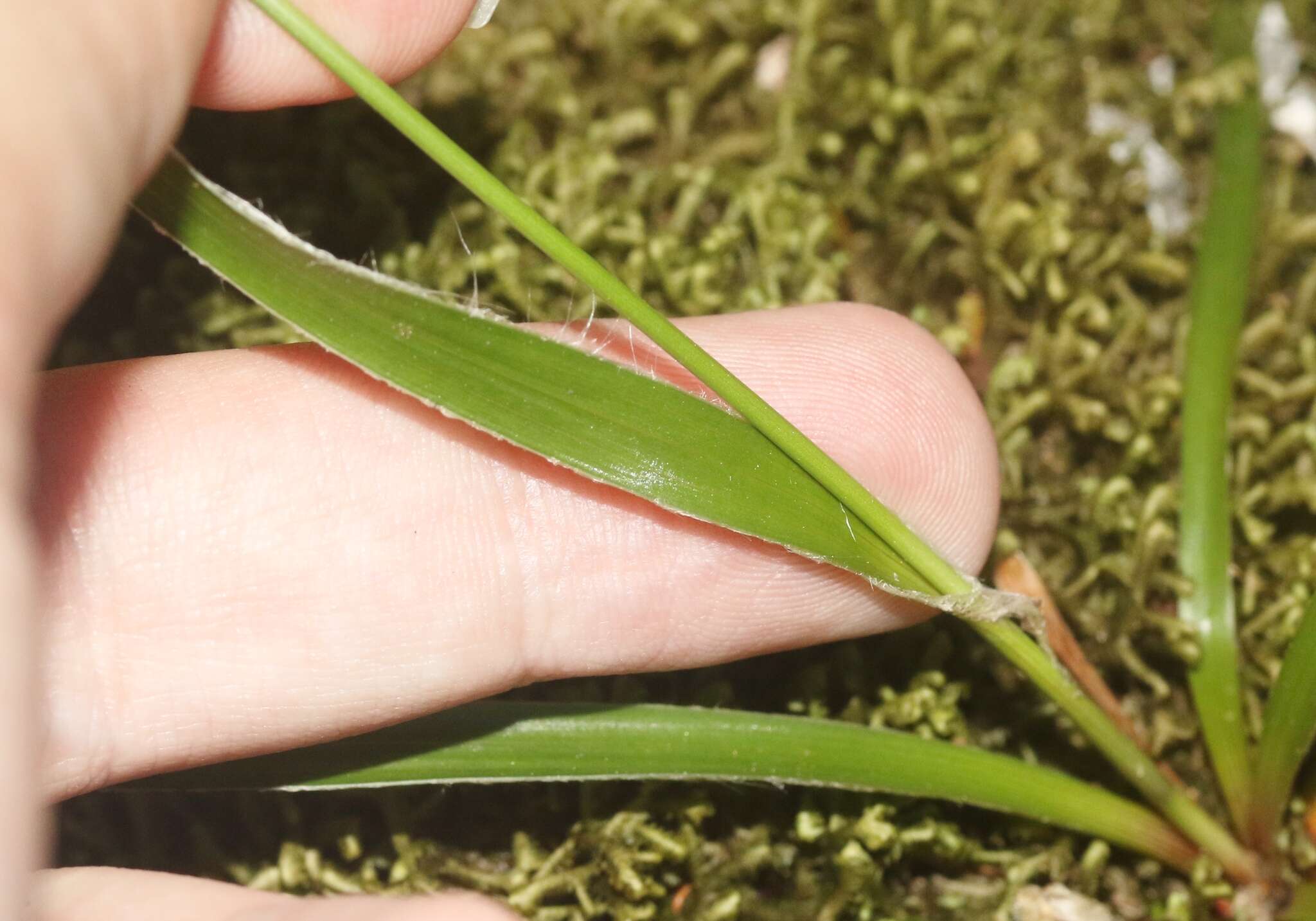 Imagem de Luzula hawaiiensis Buch.