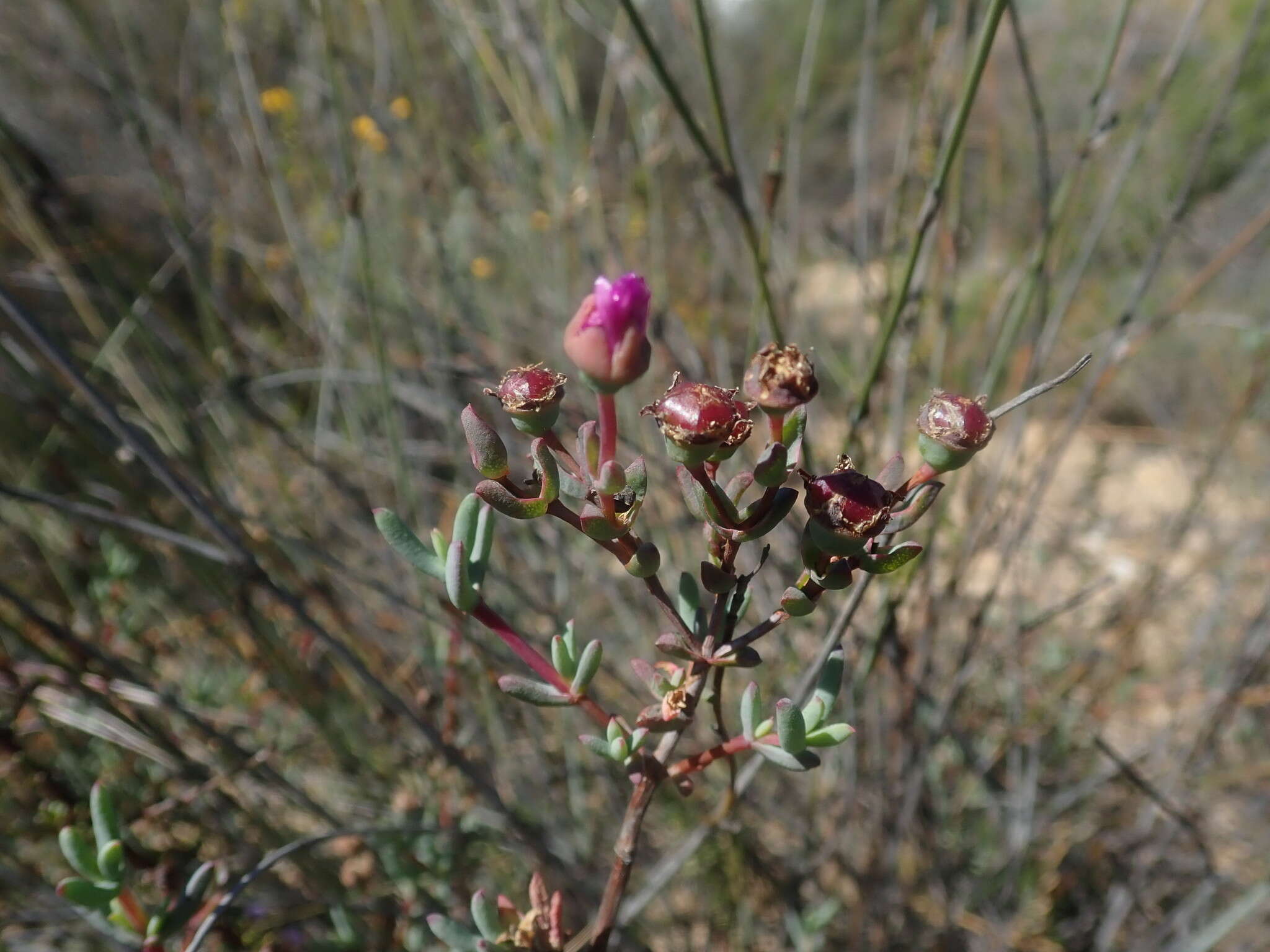 Image of Ruschiella argentea (L. Bol.) Klak