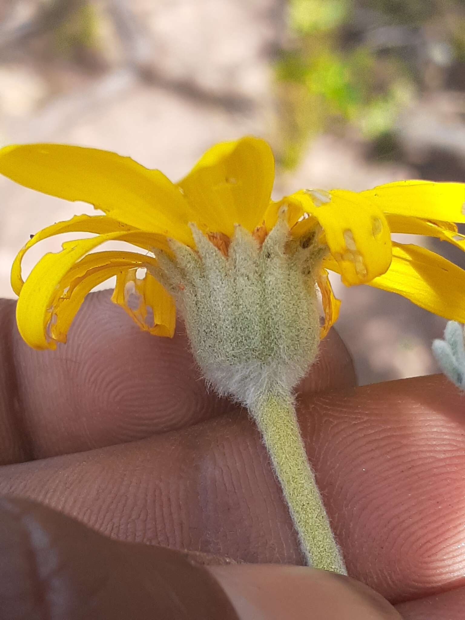 Image of Euryops pectinatus subsp. pectinatus