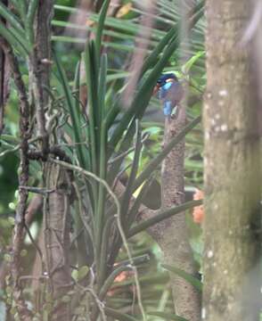 Image of Dwarf River Kingfisher