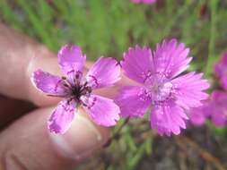 Image de Microbotryum dianthorum (Liro) H. Scholz & I. Scholz 1988