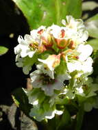 Image of Himalayan Bergenia