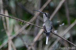 Image of White-bearded Hermit