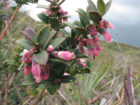 Слика од Vaccinium floribundum Kunth