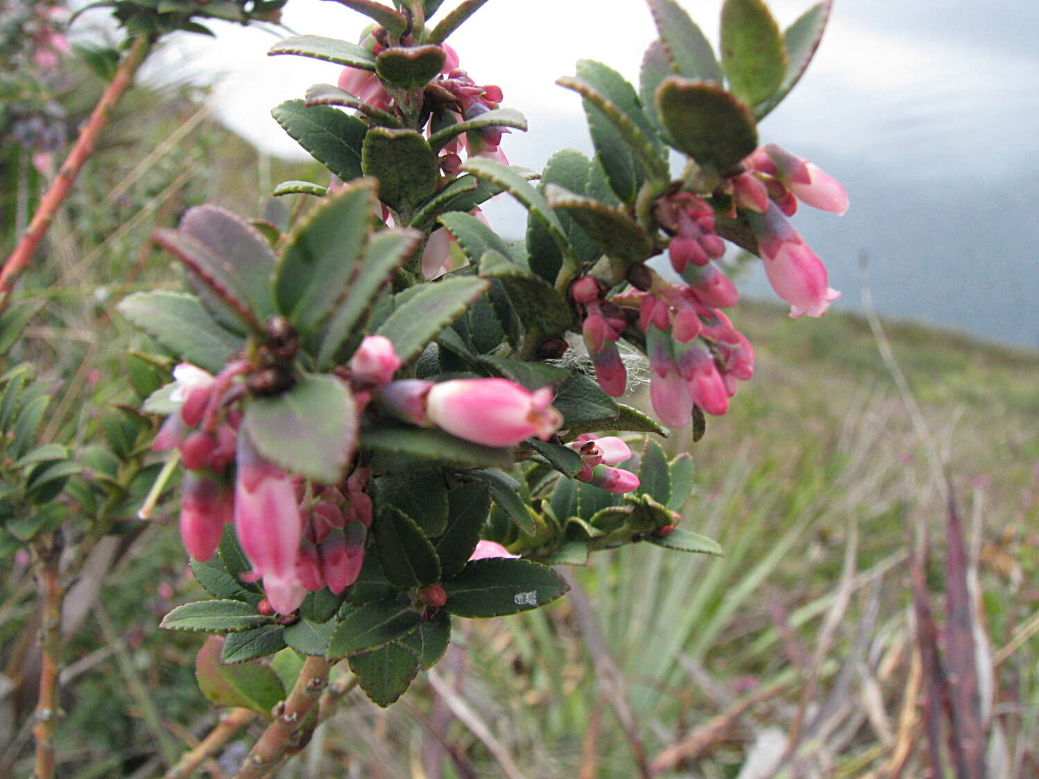 Image of Andean blueberry