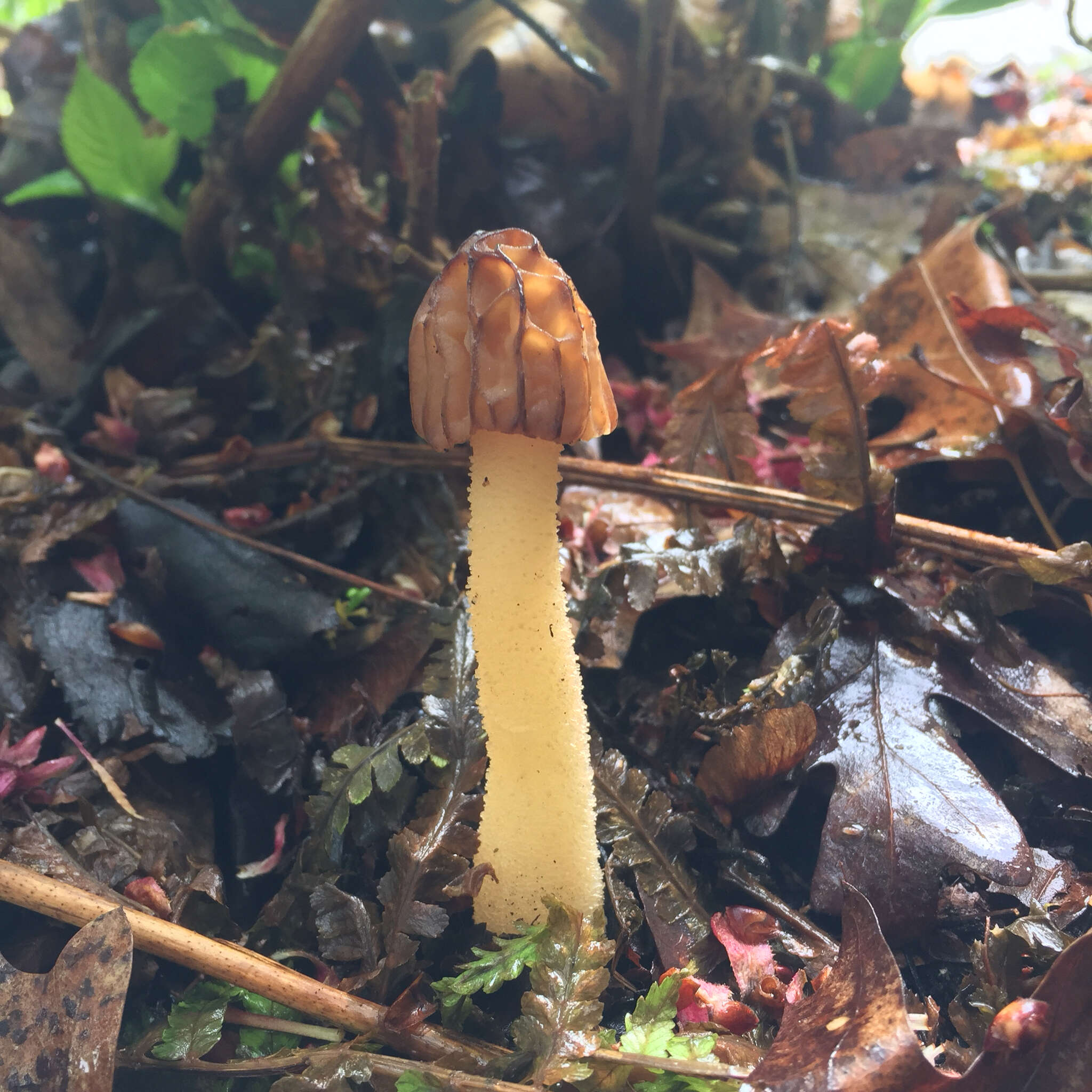 Image of Morchella punctipes Peck 1903