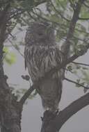 Image of Ural Owl