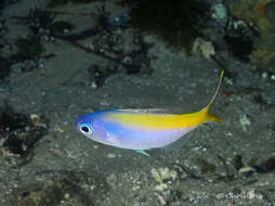 Image of Yellowtail blue snapper