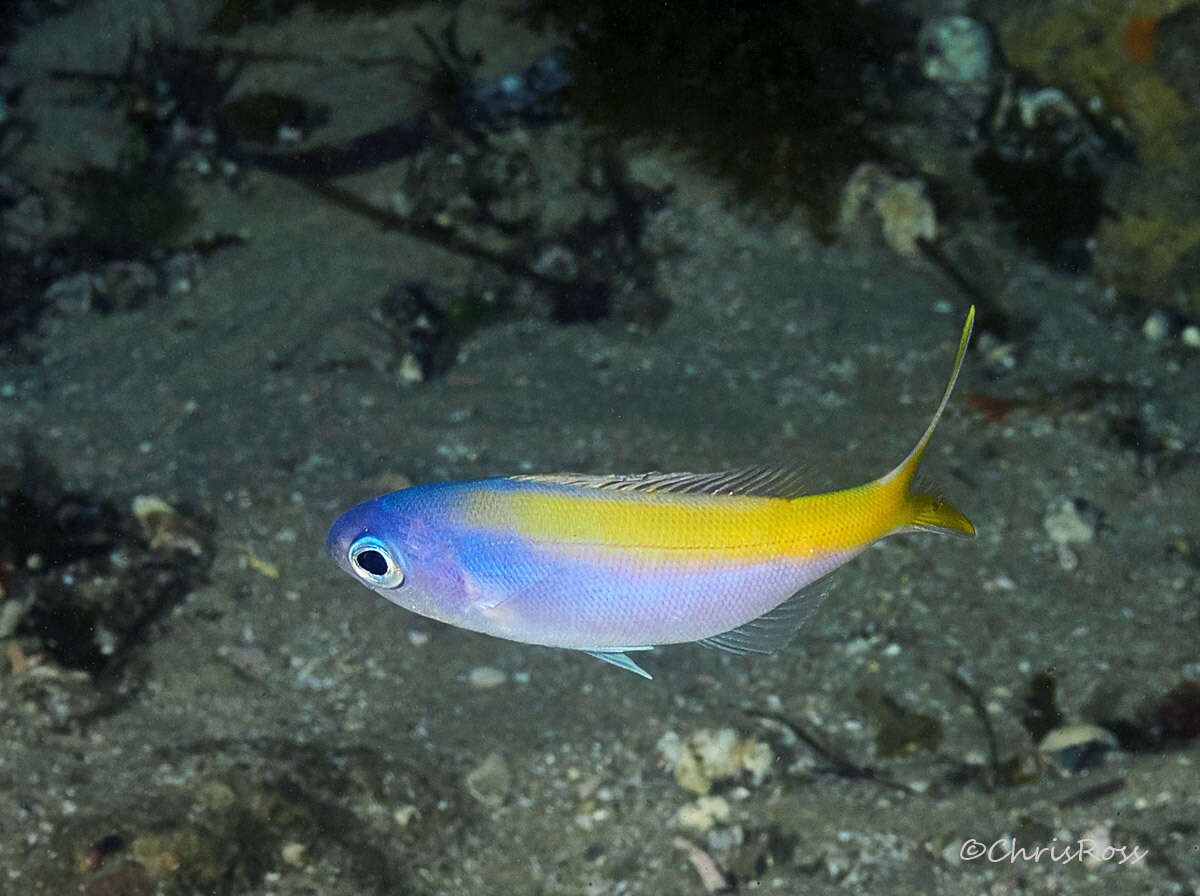 Image of Yellowtail blue snapper