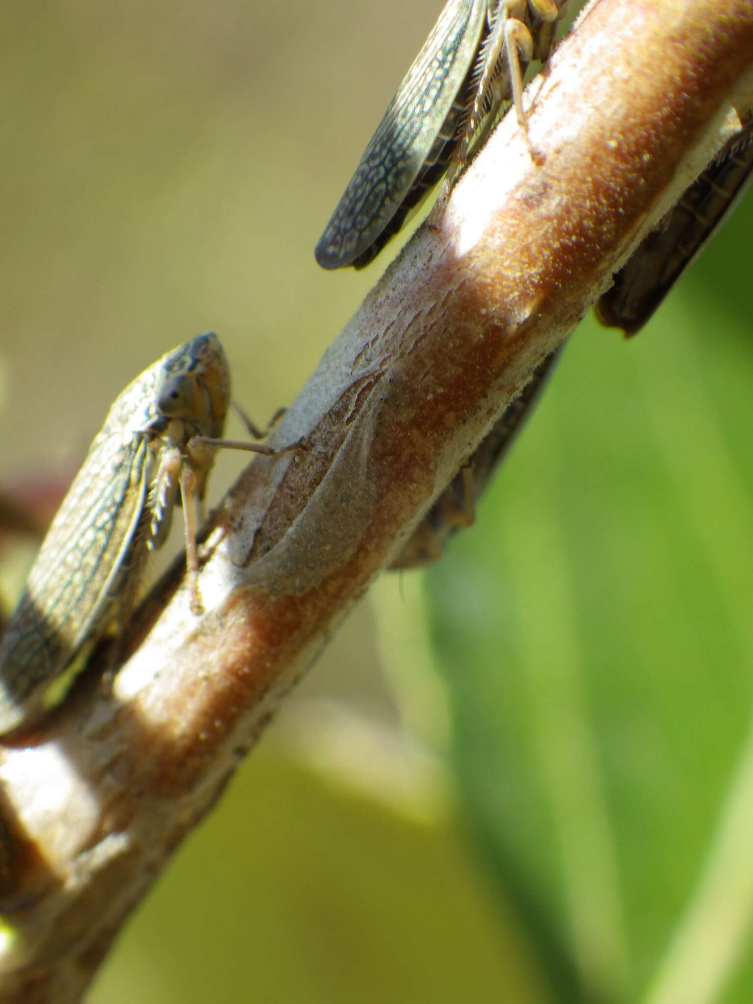 Image of Graphocephala confluens (Uhler 1861)