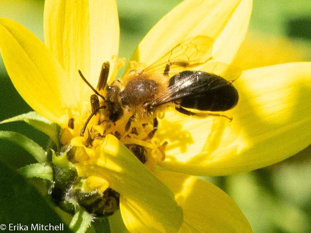 Image of Sunflower Andrena