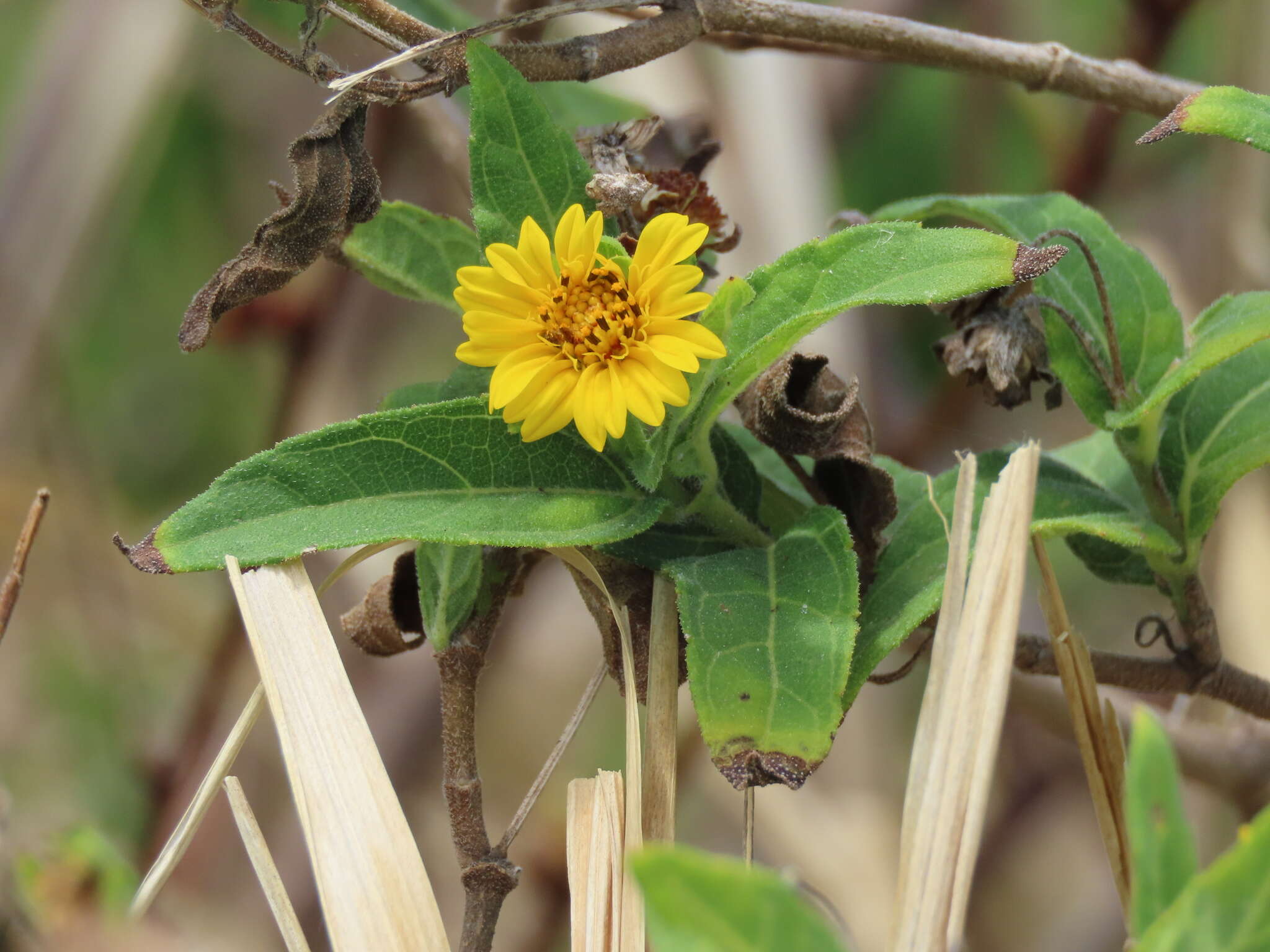 Wedelia calycina Spreng. resmi