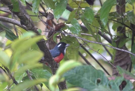 Image of Rose-breasted Chat