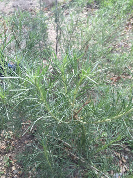 Image of coastal sagebrush