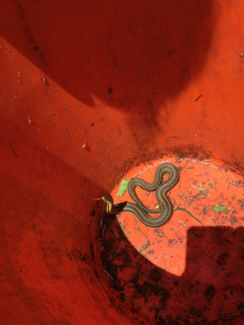 Image of Atlantic Salt Marsh Snake