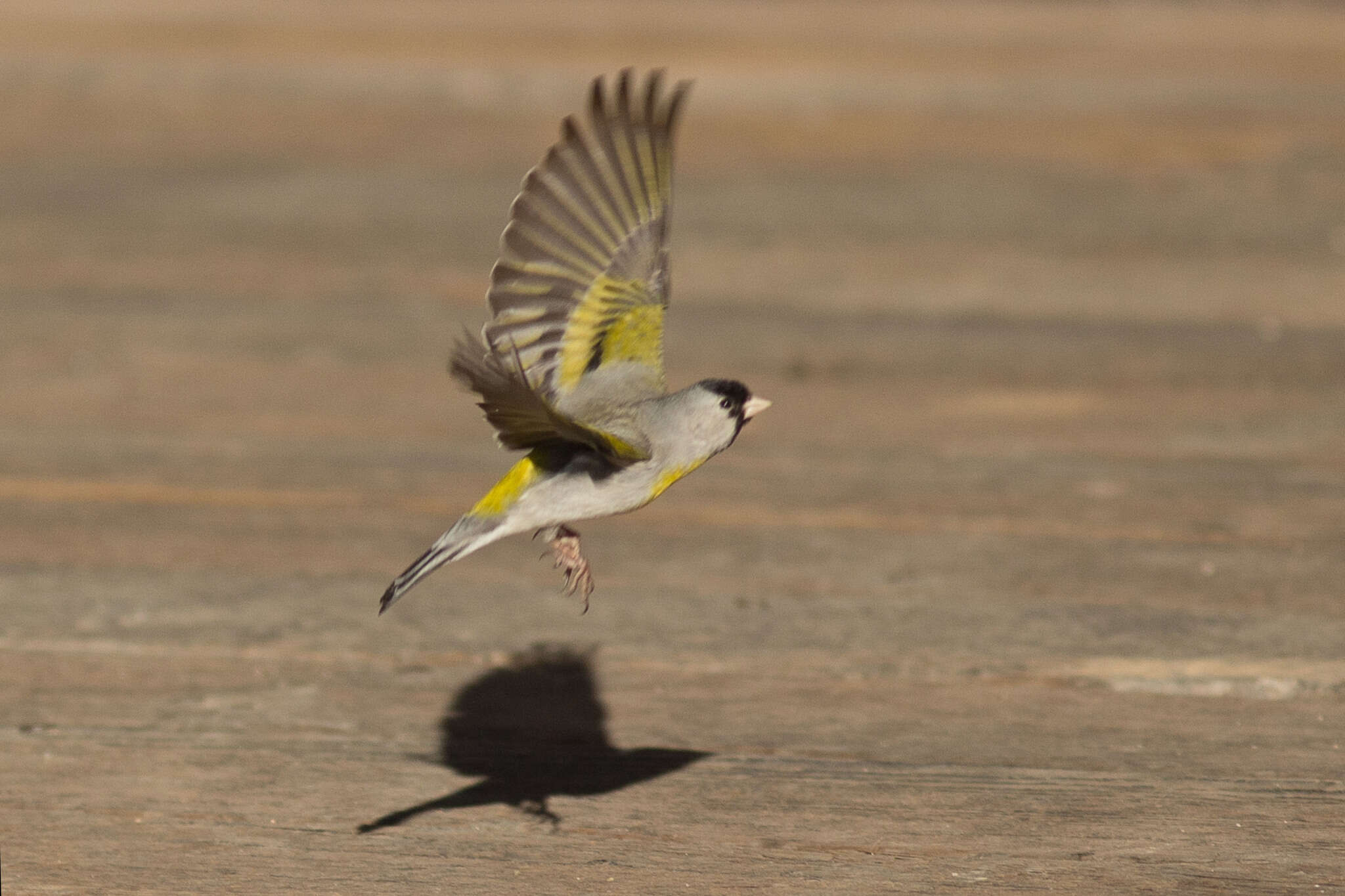 Image of Lawrence's Goldfinch