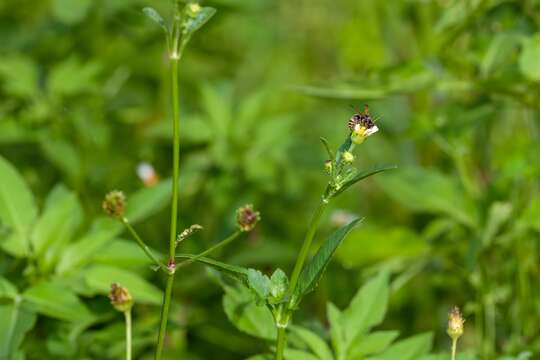 Image of Keyhole Wasp