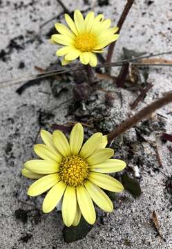 Image of Haplocarpha lanata (Thunb.) Less.