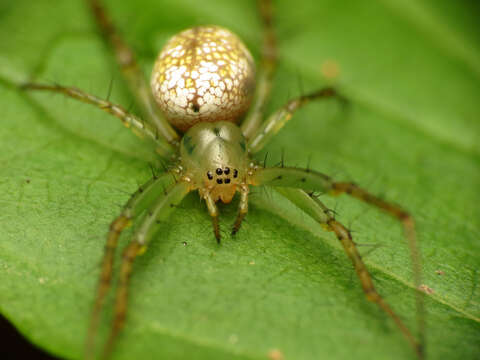 Image of Mangora maculata (Keyserling 1865)