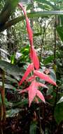 Image of Billbergia morelii Brongn.