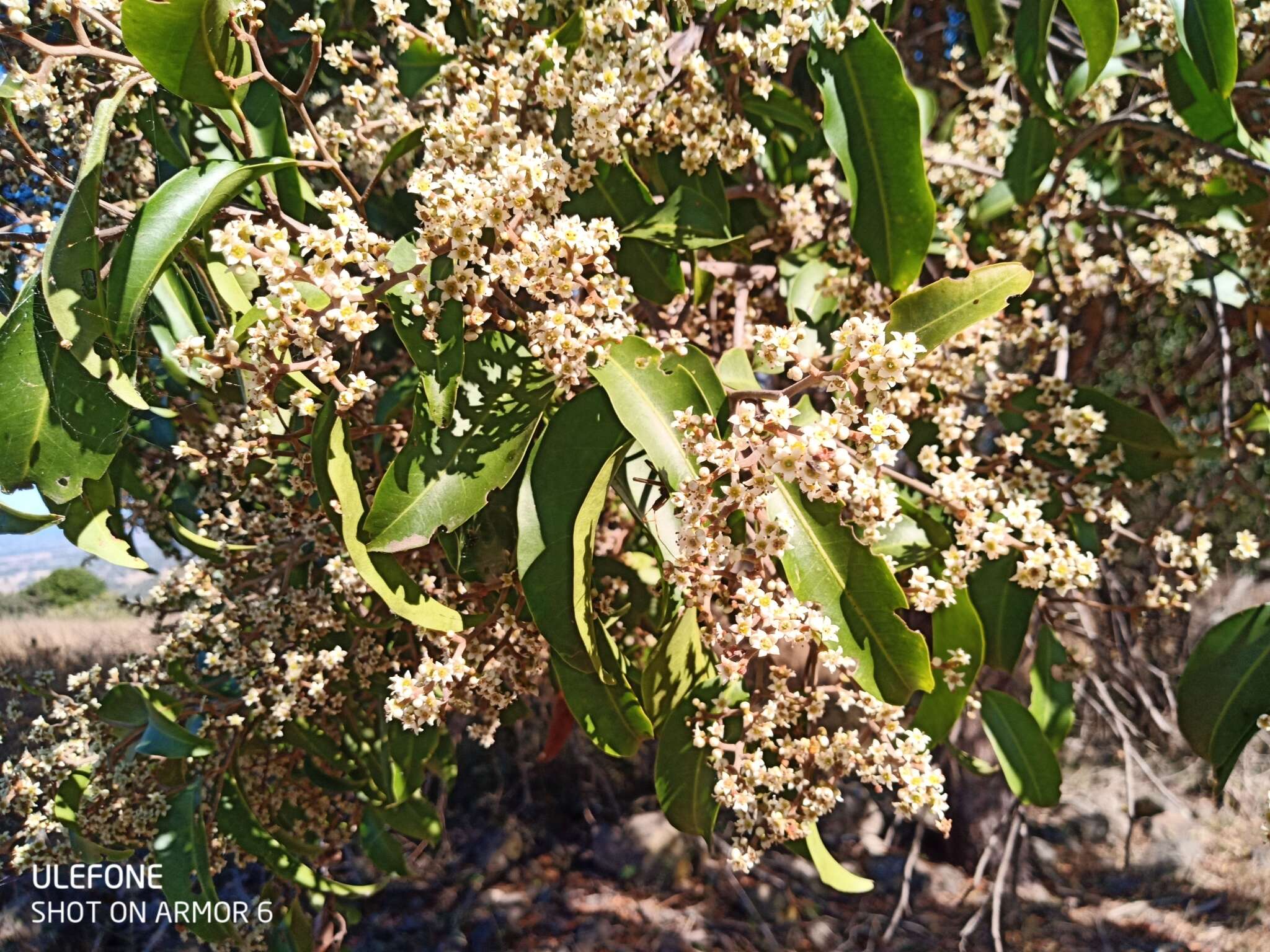 Image of Geijera salicifolia Schott