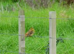 Sivun Emberiza citrinella caliginosa Clancey 1940 kuva