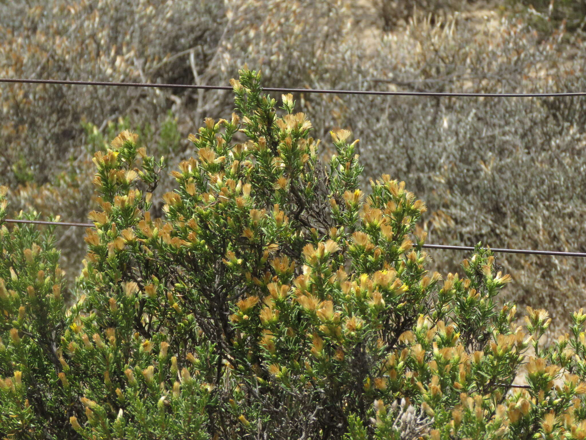 Image de Pteronia tricephala DC.