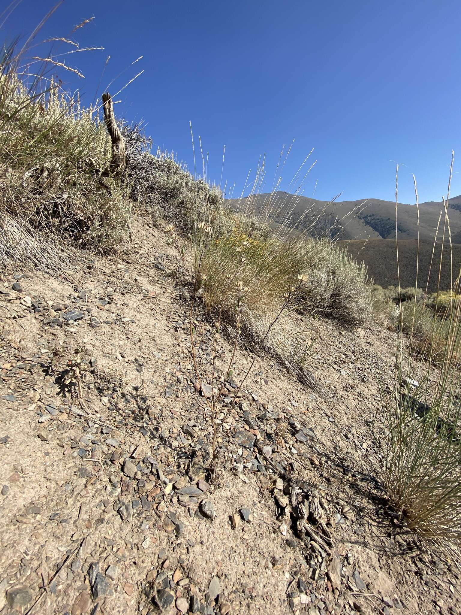 Image of Shasta tarweed
