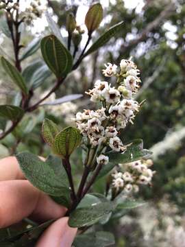 Image of Miconia ligustrina (Sm.) Triana