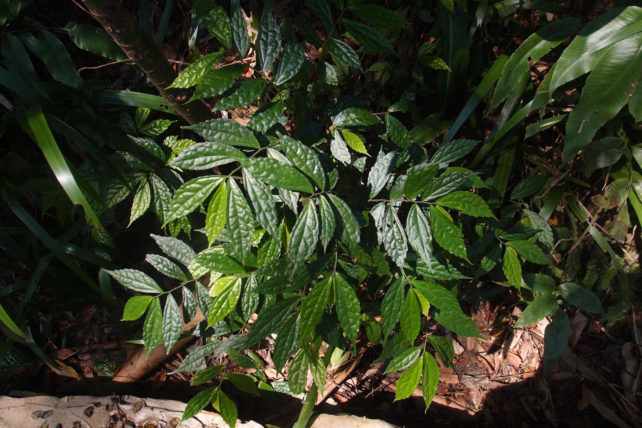 Image of Pellionia scabra Benth.