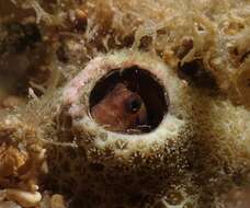 Image of Strasburg&#39;s blenny