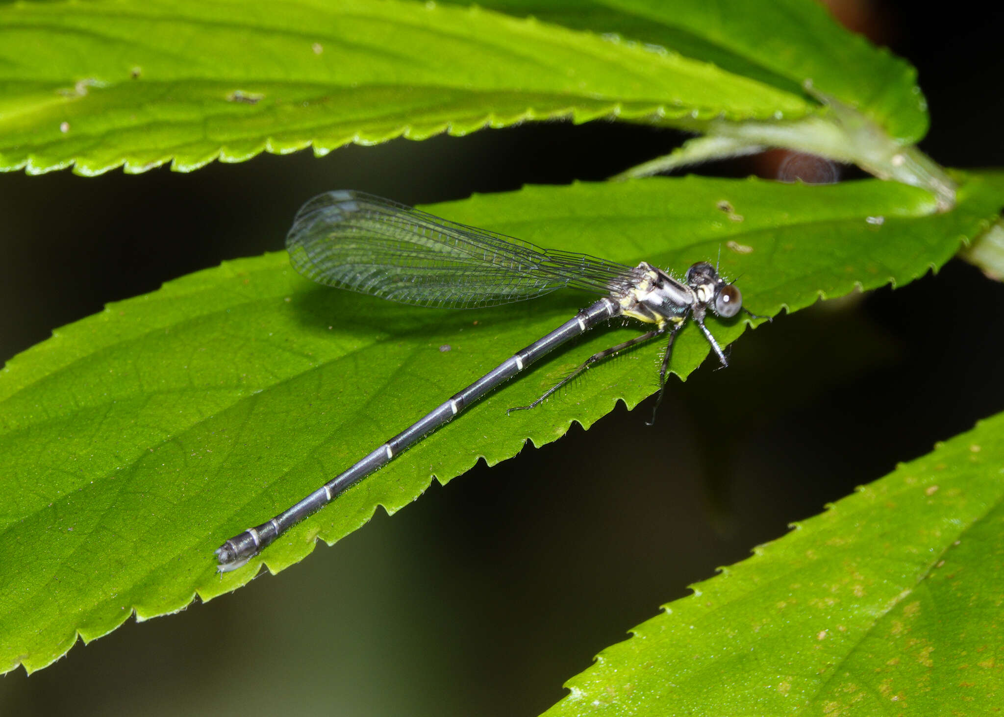 Image of azure flatwing