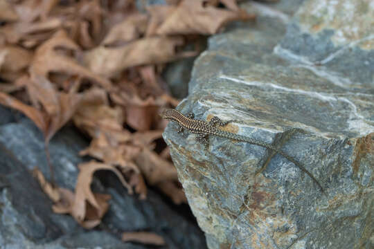 صورة Podarcis muralis muralis (Laurenti 1768)