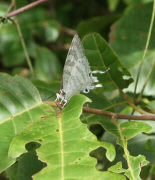 Imagem de Neomyrina hiemalis (Godman & Salvin 1878)