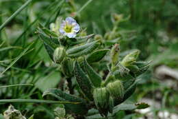 صورة Nonea versicolor (Stev.) Sweet