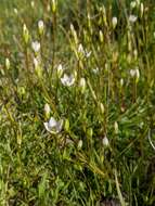 صورة Gentianella polysperes (L. G. Adams) Glenny