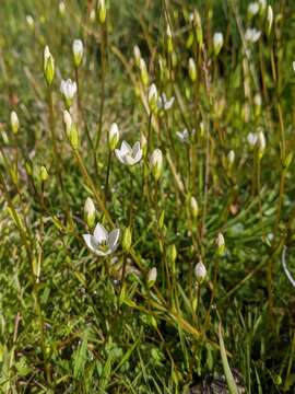 Image of Gentianella polysperes (L. G. Adams) Glenny