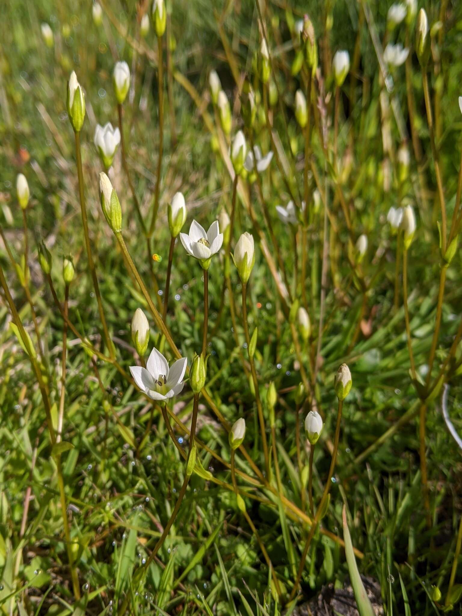 صورة Gentianella polysperes (L. G. Adams) Glenny