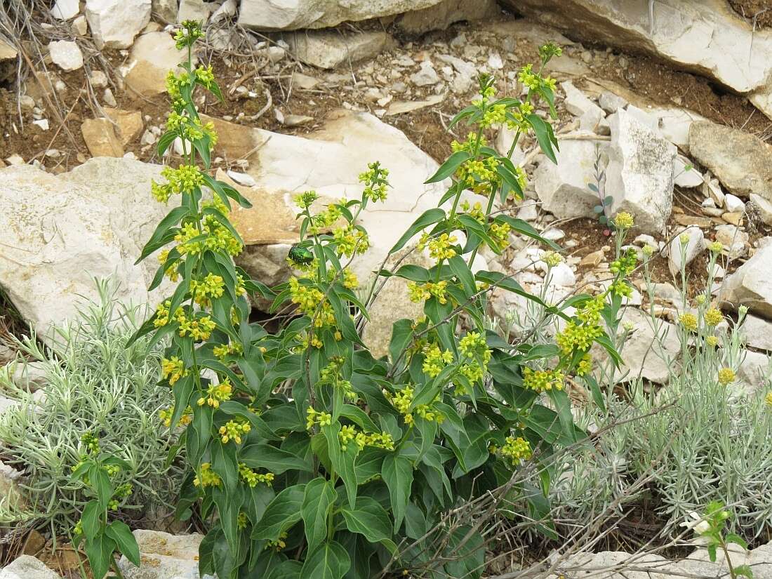 Image of Vincetoxicum hirundinaria subsp. adriaticum (G. Beck) Markgr.