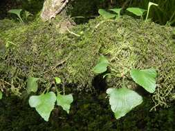 Image of Asplenium trilobum Cav.