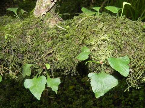 Image of Asplenium trilobum Cav.