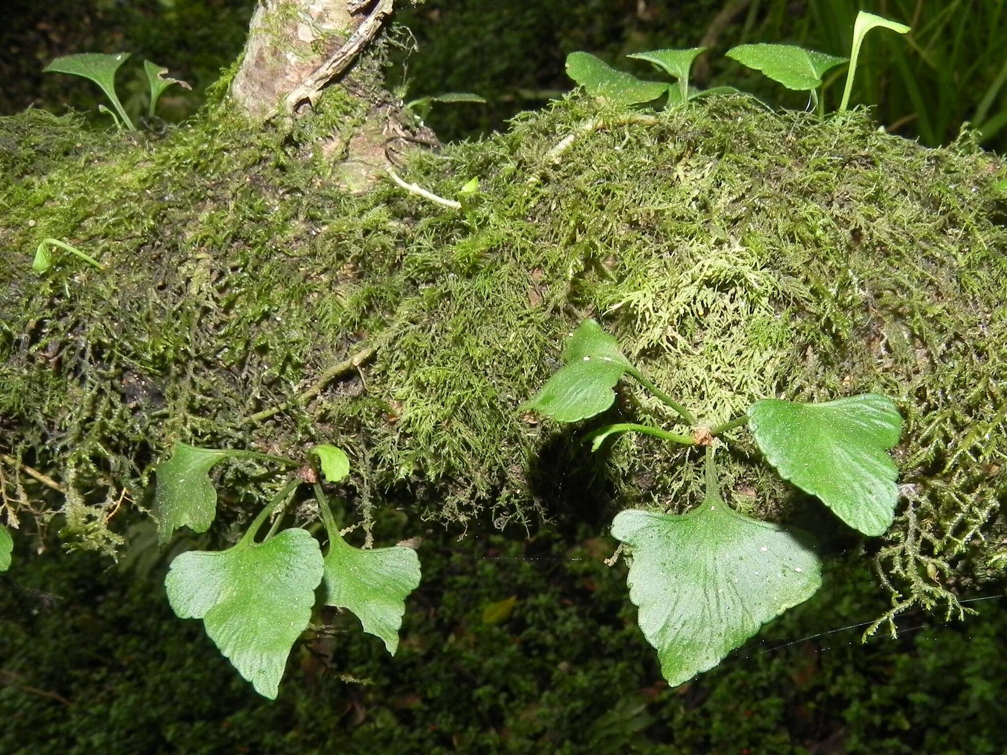 Image of Asplenium trilobum Cav.