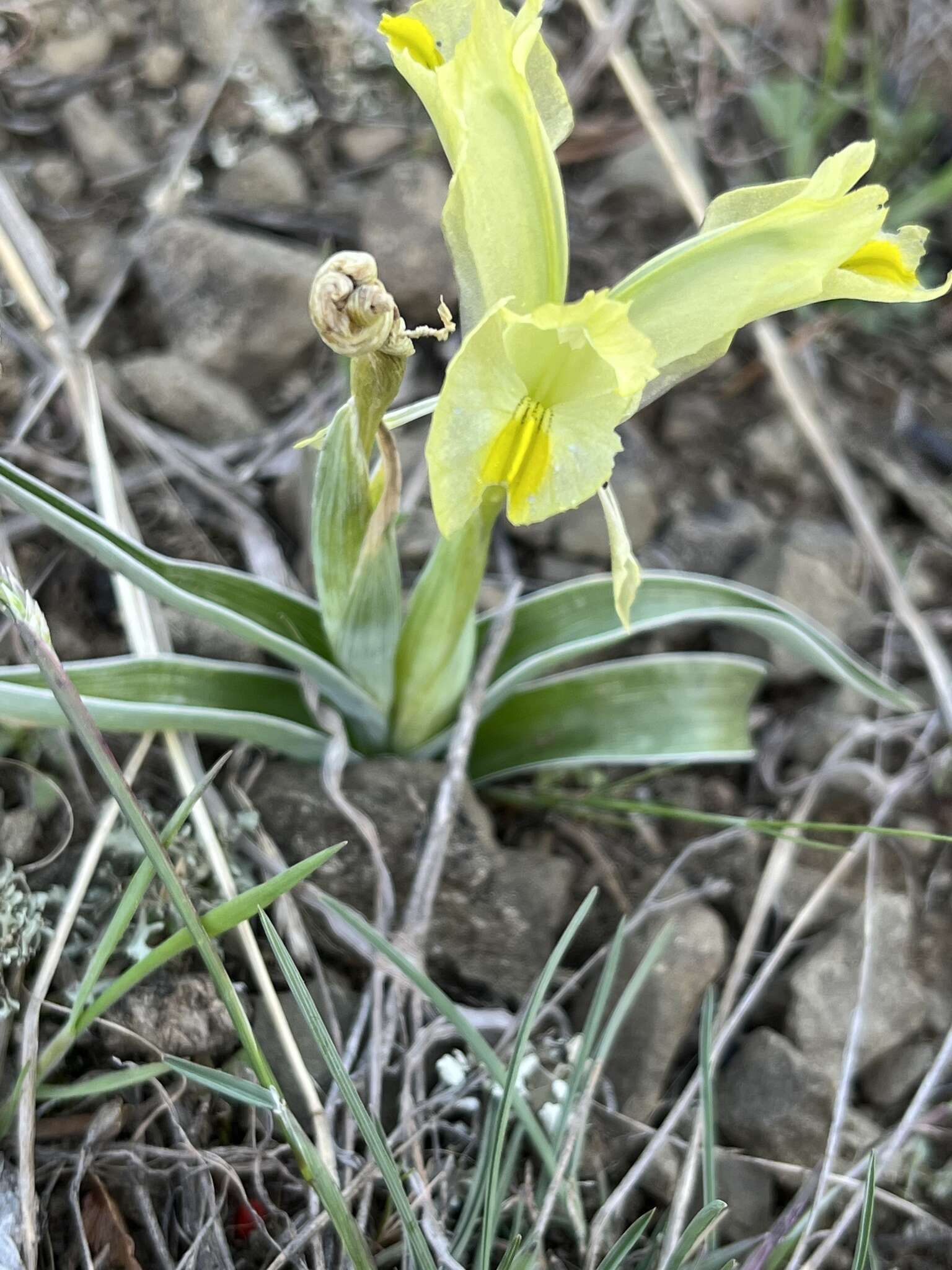 Слика од Iris caucasica Hoffm.