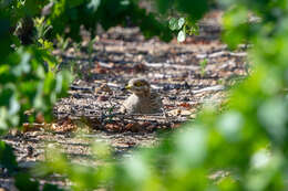 Image of Eurasian Stone-curlew