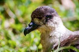Image of Black-capped Petrel
