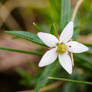 Image of Rhytidosporum