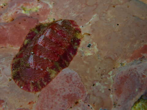 Image of lined red chiton