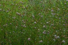 Image of spotted knapweed